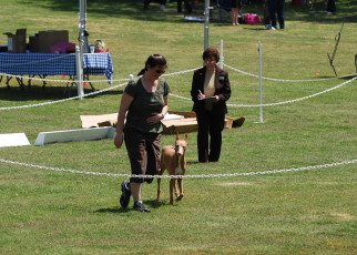 2012_04_28_Kahla_Nov_Heel_off_leash2