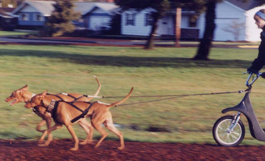 dogs1